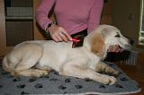 GOLDEN RETRIEVER - BROSSAGE 059